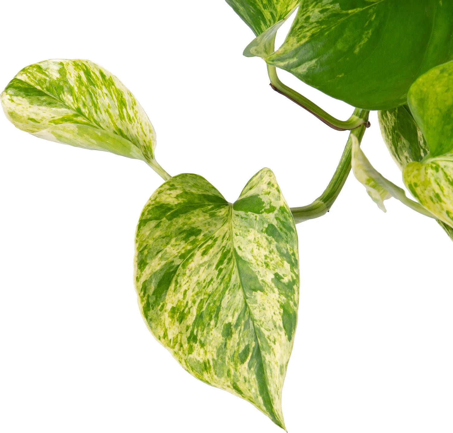 Drakenklimop In Hangpot (Epipremnum Pinnatum 'Marble Queen') D 15 H 30 Cm 2 Drakenklimop In Hangpot (Epipremnum Pinnatum 'Marble Queen') D 15 H 30 Cm - Afbeelding 2