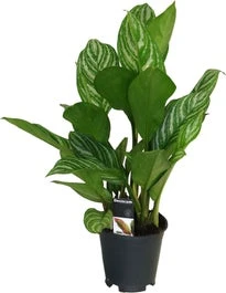 Aglaonema (Aglaonema 'Stripes') D 17 H 60 Cm