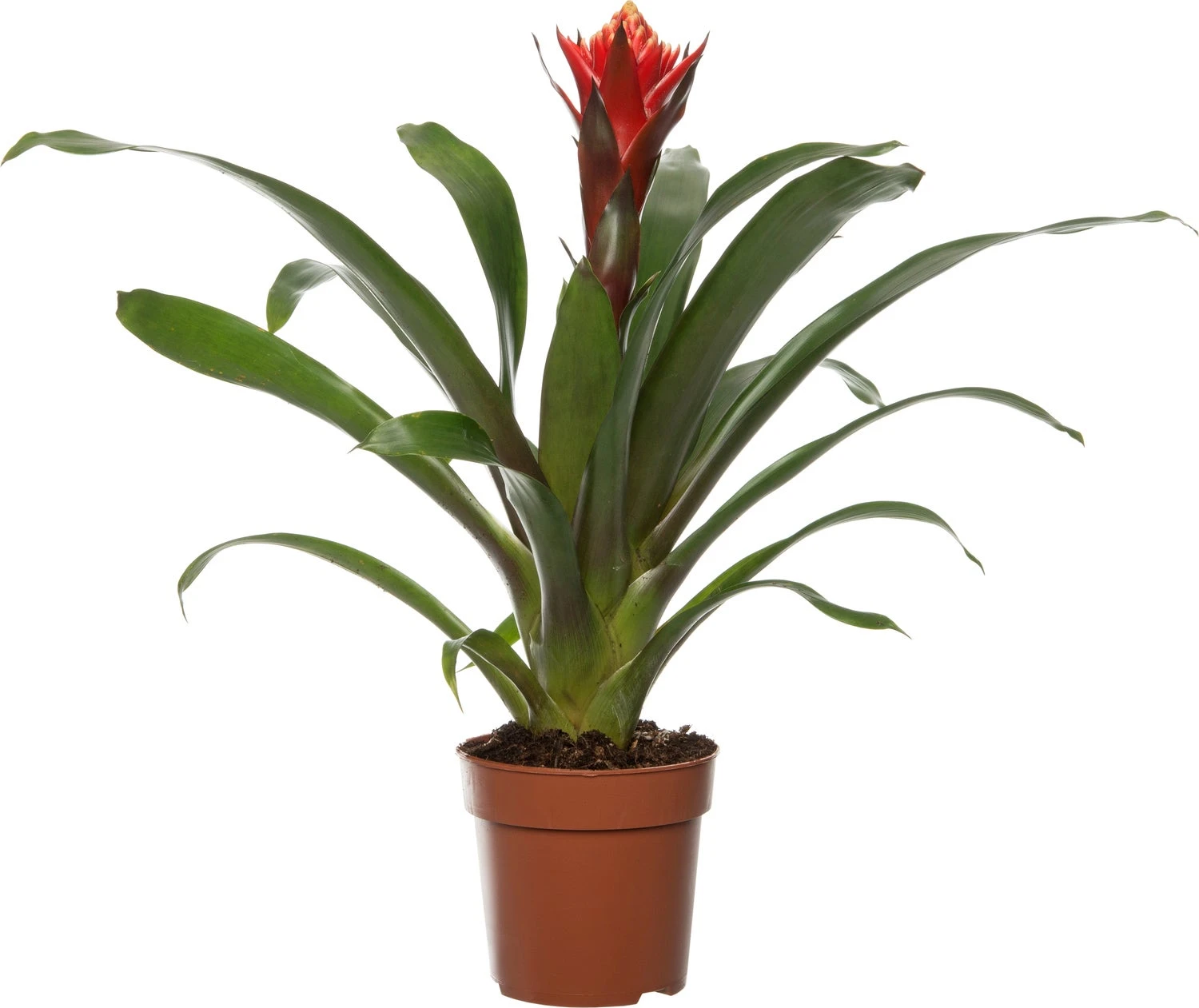 Guzmania (Guzmania 'Happyness') D 12 H 45 Cm 1 Guzmania (Guzmania 'Happyness') D 12 H 45 Cm