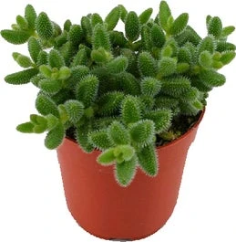 Augurkenplantje (Delosperma Echinathum) D 12 H 20 Cm