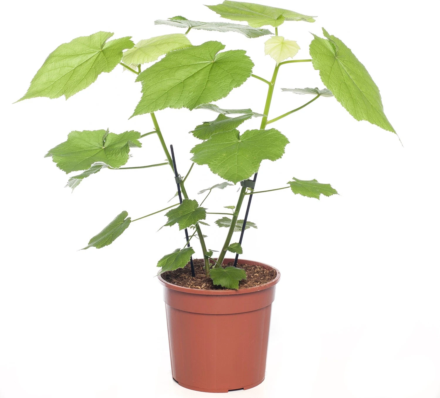 Kamerlinde (Sparmannia Africana) D 17 H 45 Cm 1 Kamerlinde (Sparmannia Africana) D 17 H 45 Cm