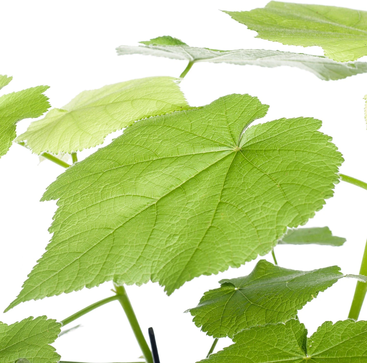Kamerlinde (Sparmannia Africana) D 17 H 45 Cm 2 Kamerlinde (Sparmannia Africana) D 17 H 45 Cm - Afbeelding 2