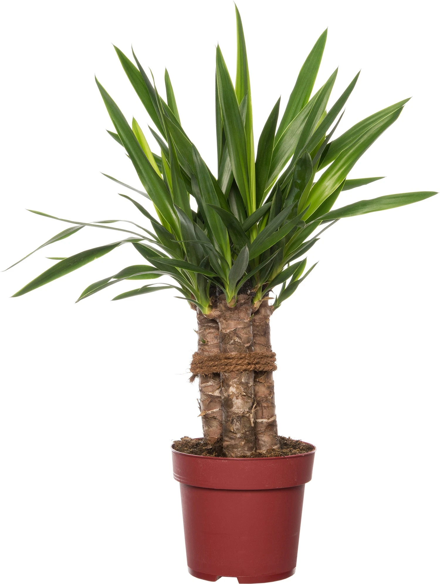 Yucca (Yucca 'Maya Tree') D 19 H 60 Cm 1 Yucca (Yucca 'Maya Tree') D 19 H 60 Cm