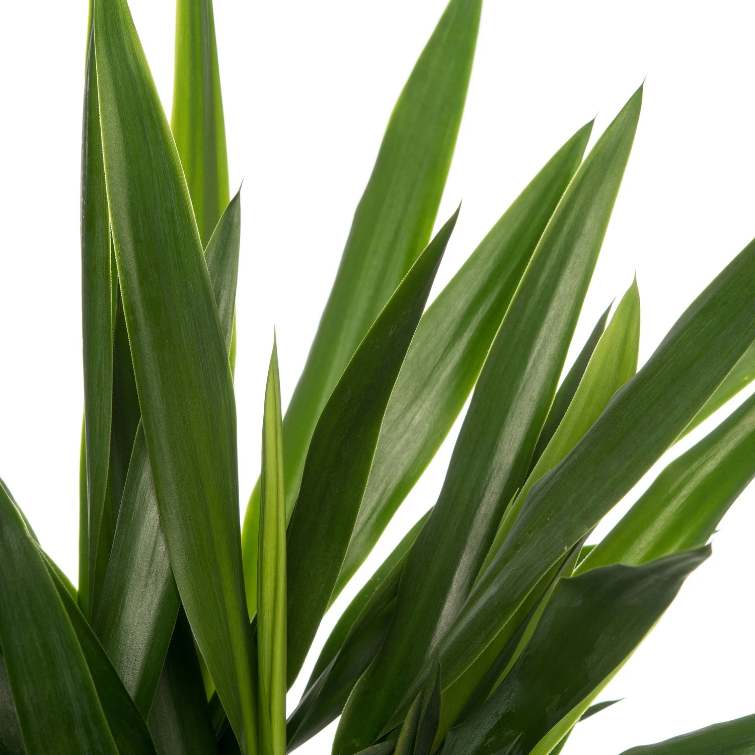 Yucca (Yucca 'Maya Tree') D 19 H 60 Cm 2 Yucca (Yucca 'Maya Tree') D 19 H 60 Cm - Afbeelding 2