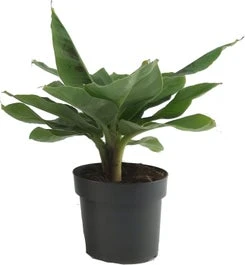 Bananenplant (Musa 'Tropicana') D 17 H 50 Cm