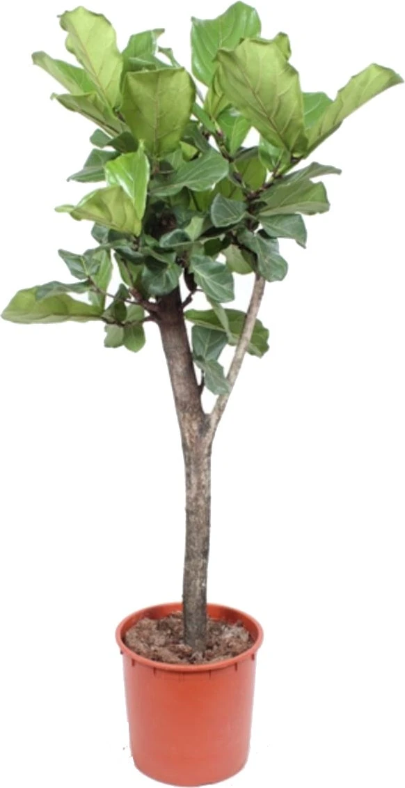 Vioolbladplant Op Stam (Ficus Lyrata) D 34 H 160 Cm 2 Vioolbladplant Op Stam (Ficus Lyrata) D 34 H 160 Cm - Afbeelding 2