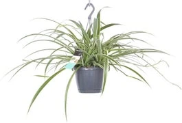 Graslelie In Hangpot (Chlorophytum Comosum 'Ocean Of Laxum') D 17 H 40 Cm