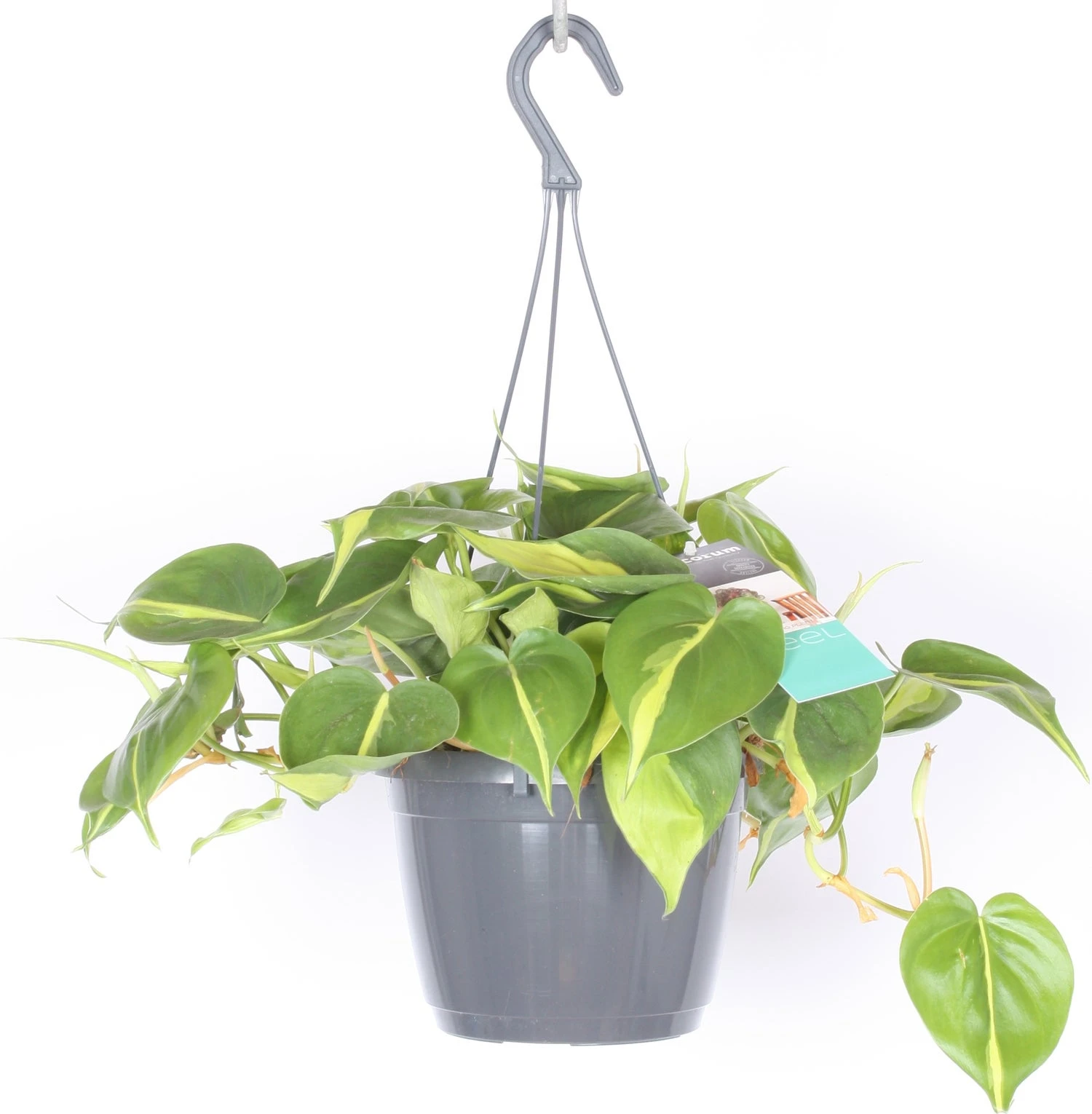 Philodendron In Hangpot (Philodendron Scandens 'Brasil') D 17 H 30 Cm 2 Philodendron In Hangpot (Philodendron Scandens 'Brasil') D 17 H 30 Cm - Afbeelding 2