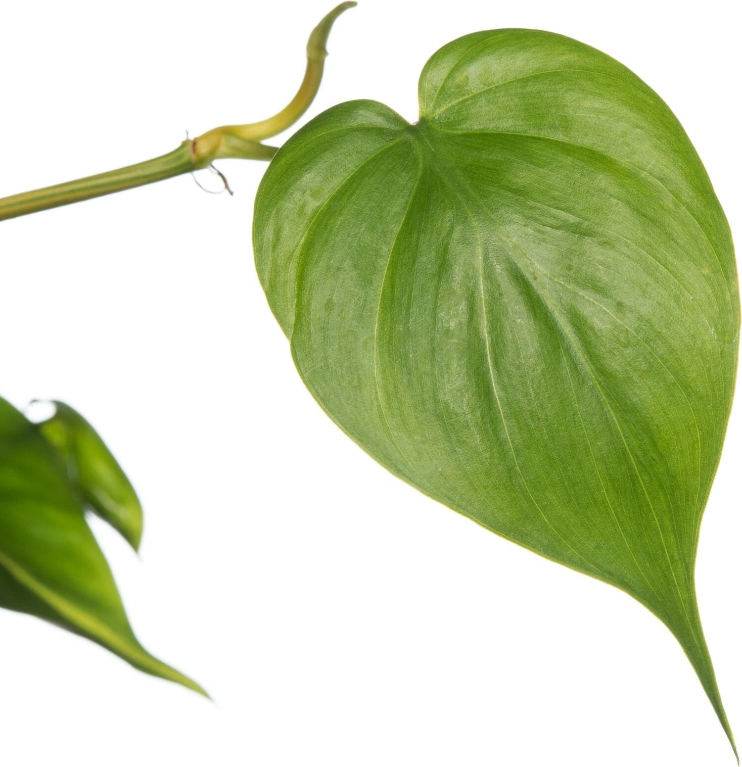 Philodendron In Hangpot (Philodendron Scandens 'Brasil') D 17 H 30 Cm 3 Philodendron In Hangpot (Philodendron Scandens 'Brasil') D 17 H 30 Cm - Afbeelding 3