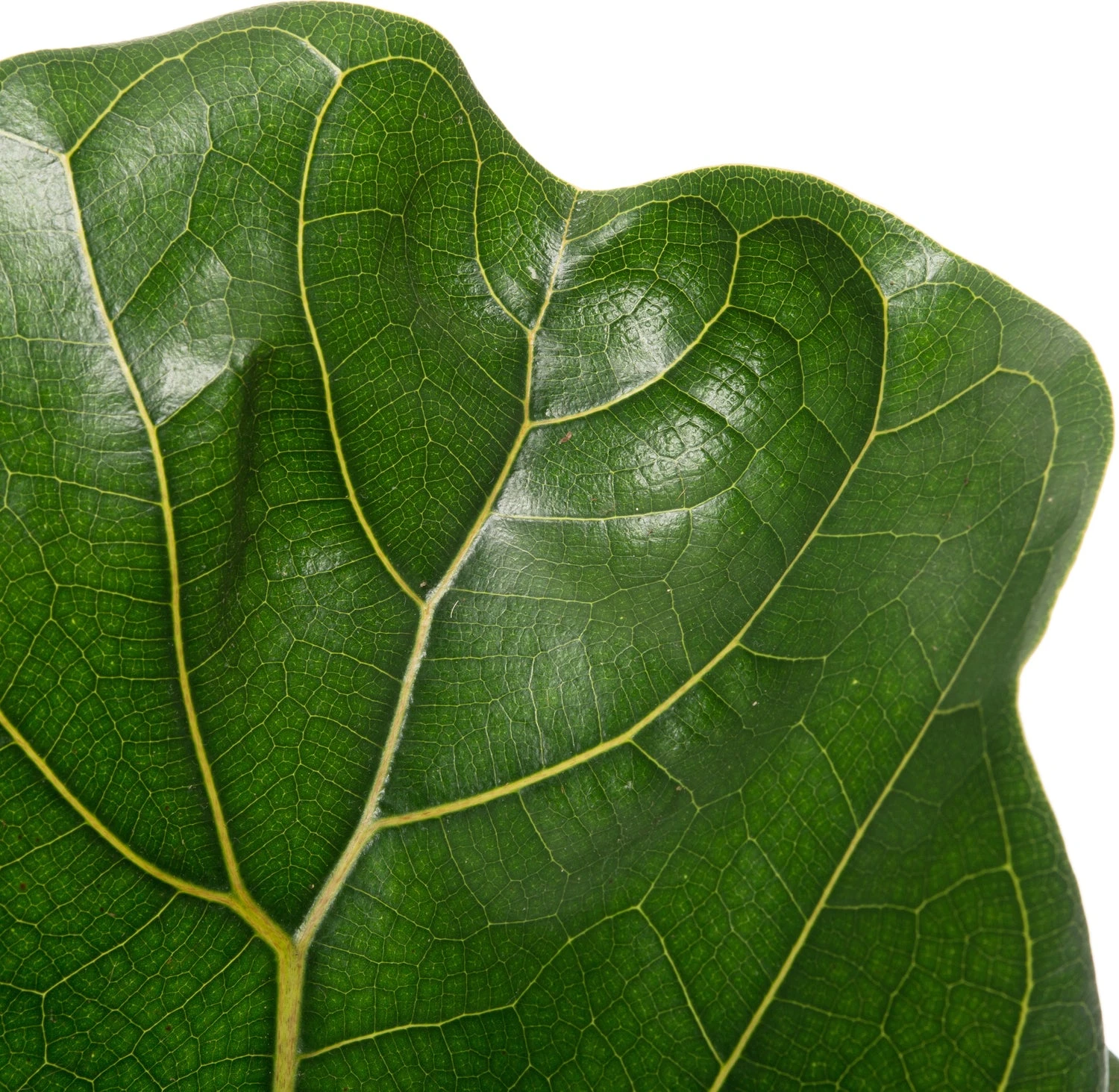 Vioolbladplant (Ficus Lyrata) D 17 H 65 Cm 2 Vioolbladplant (Ficus Lyrata) D 17 H 65 Cm - Afbeelding 2