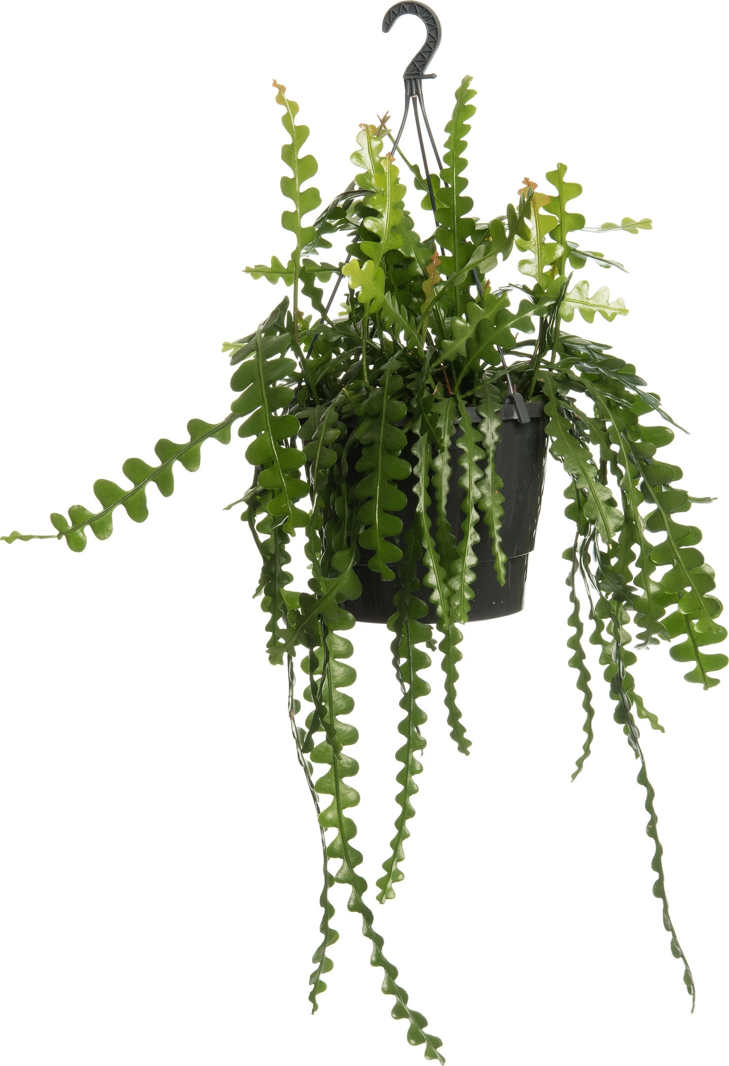 Zaagcactus In Hangpot (Epiphyllum Anguliger) D 25 H 60 Cm 1 Zaagcactus In Hangpot (Epiphyllum Anguliger) D 25 H 60 Cm