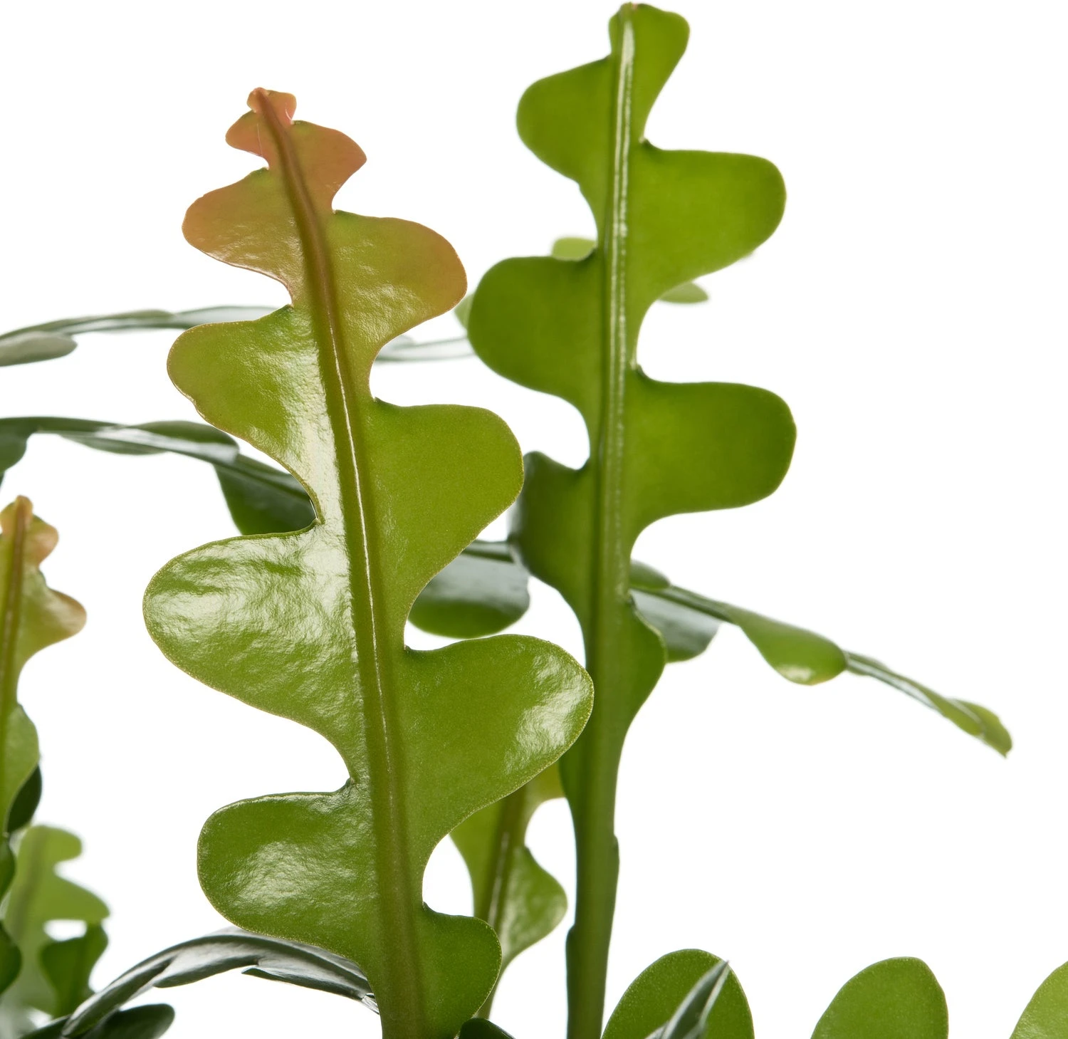 Zaagcactus In Hangpot (Epiphyllum Anguliger) D 25 H 60 Cm 2 Zaagcactus In Hangpot (Epiphyllum Anguliger) D 25 H 60 Cm - Afbeelding 2