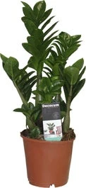 Compacte Zamioculcas (Zamioculcas Zamiifolia 'Zenzi') D 14 H 40 Cm 1 Compacte Zamioculcas (Zamioculcas Zamiifolia 'Zenzi') D 14 H 40 Cm