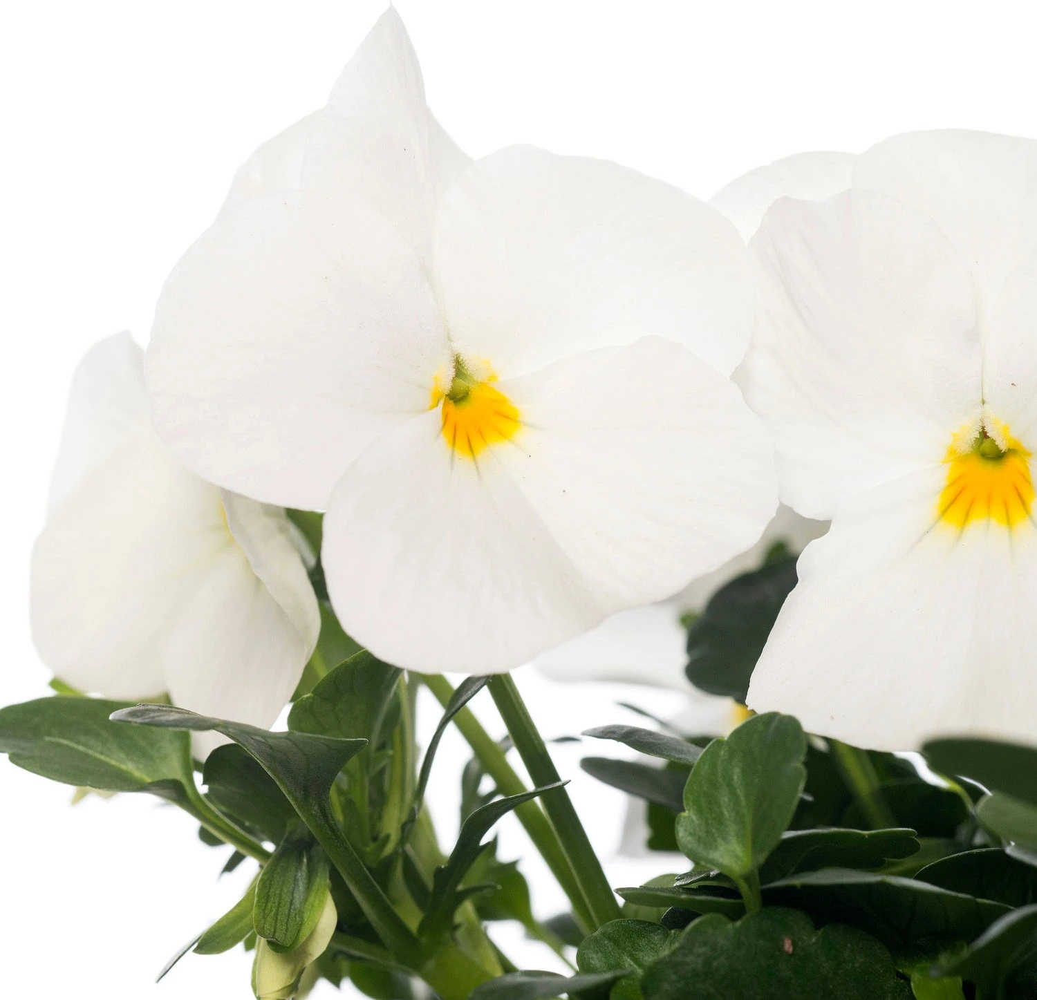 Hoornviool (Viola Cornuta) Sixpack Wit D 9 H 10 Cm 2 Hoornviool (Viola Cornuta) Sixpack Wit D 9 H 10 Cm - Afbeelding 2