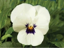 Hoornviool (Viola Cornuta) Sixpack Wit Met Oog D 9 H 10 Cm