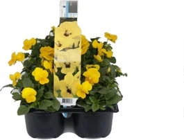 Hoornviool (Viola Cornuta) Sixpack Geel D 9 H 10 Cm