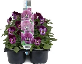 Viooltje (Viola F1) Sixpack Roze D 9 H 10 Cm 1 Viooltje (Viola F1) Sixpack Roze D 9 H 10 Cm