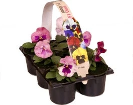 Viooltje (Viola F1) Sixpack Lavendel D 9 H 10 Cm 1 Viooltje (Viola F1) Sixpack Lavendel D 9 H 10 Cm