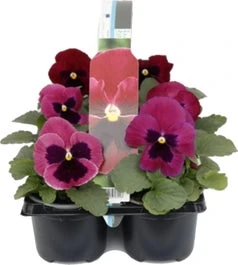 Viooltje (Viola F1) Sixpack Roze Met Oog D 9 H 10 Cm 1 Viooltje (Viola F1) Sixpack Roze Met Oog D 9 H 10 Cm