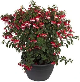 Bellenplant (Fuchsia Bella) Gemengd D 32 H 60 Cm