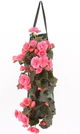 Wandhanger Met Begonia (Begonia) Roze H 50 Cm 1 Wandhanger Met Begonia (Begonia) Roze H 50 Cm