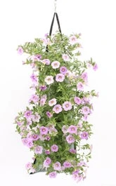Wandhanger Met Minipetunia (Calibrachoa) Blauw H 50 Cm 1 Wandhanger Met Minipetunia (Calibrachoa) Blauw H 50 Cm