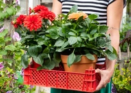 Dahlia (Dahlia 'Hypnotica White') D 17 H 40 Cm