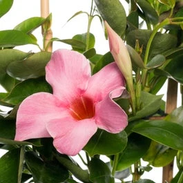 Mandevilla (Dipladenia 'Sundaville Pretty Rose') D 13 H 20 Cm