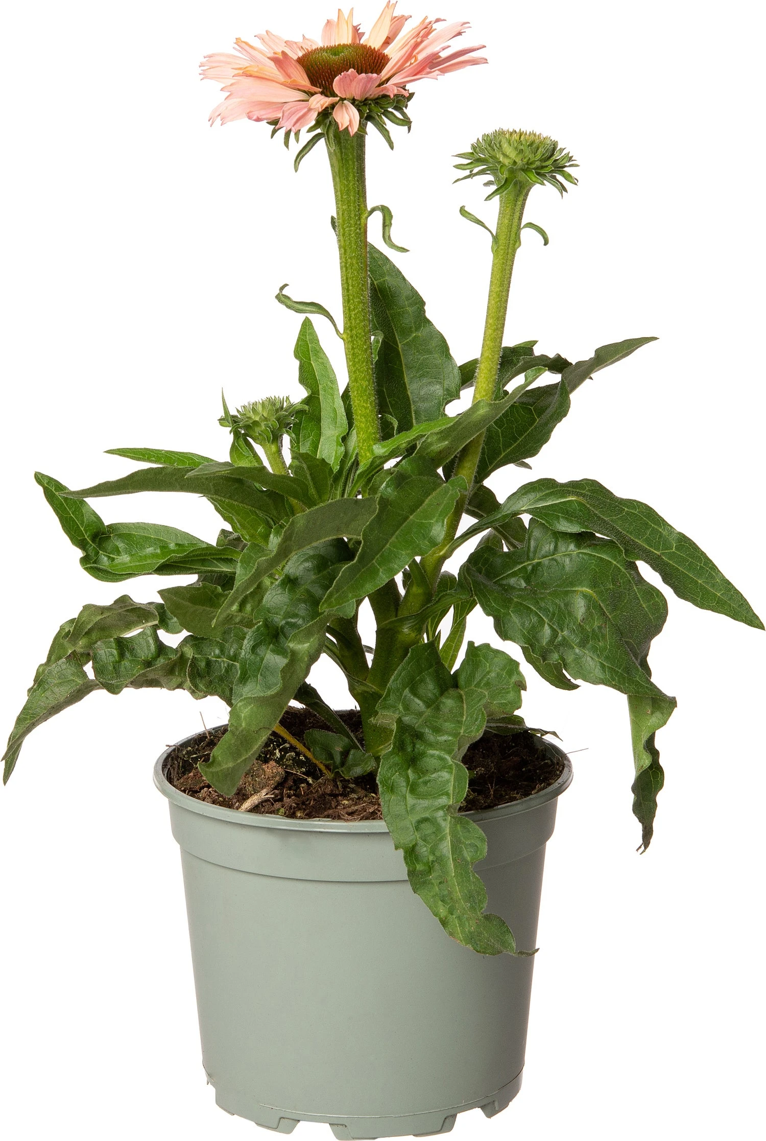 Zonnehoed (Echinacea Purpurea 'Sunseekers Salmon') D 17 H 40 Cm 1 Zonnehoed (Echinacea Purpurea 'Sunseekers Salmon') D 17 H 40 Cm