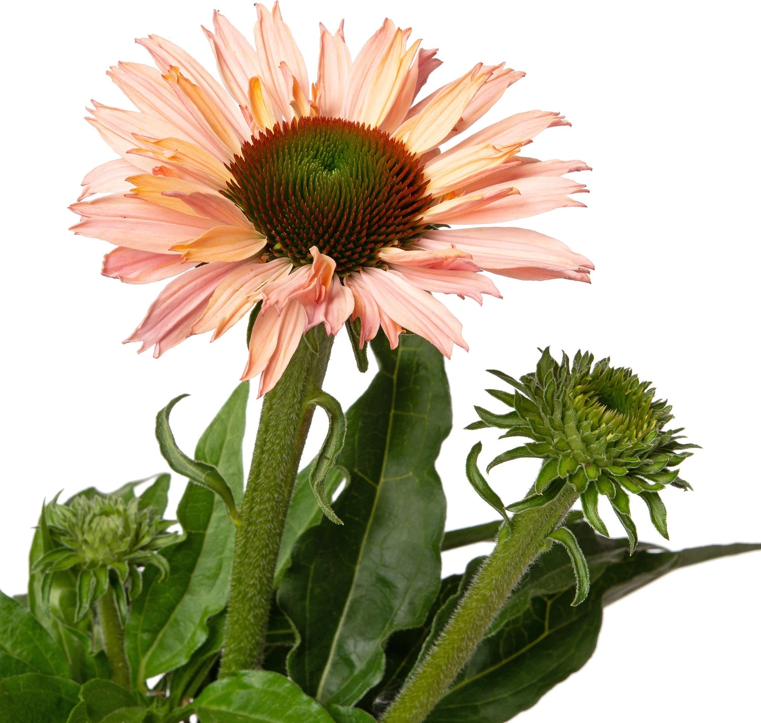 Zonnehoed (Echinacea Purpurea 'Sunseekers Salmon') D 17 H 40 Cm 2 Zonnehoed (Echinacea Purpurea 'Sunseekers Salmon') D 17 H 40 Cm - Afbeelding 2