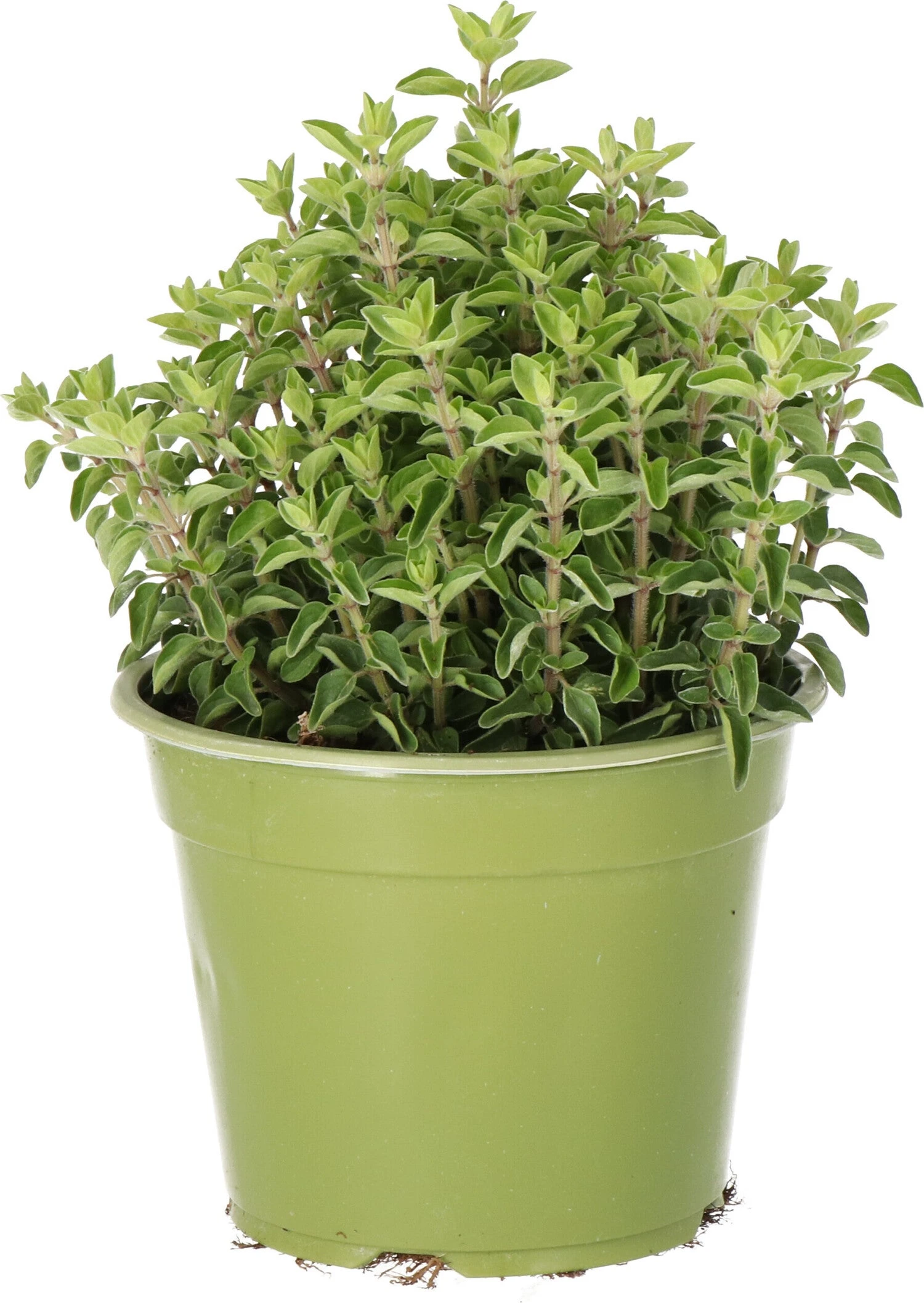 Biologische Oregano (Origanum Vulgare) D 14 H 10 Cm 1 Biologische Oregano (Origanum Vulgare) D 14 H 10 Cm