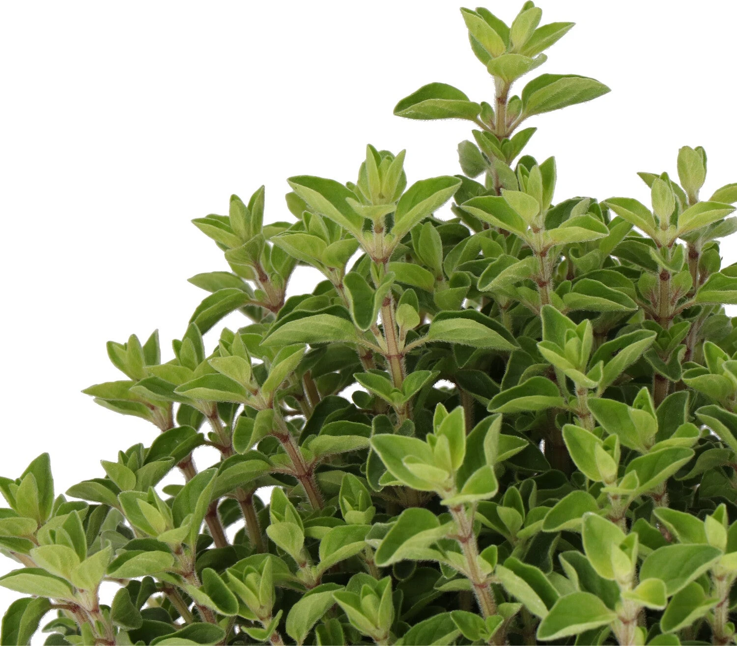 Biologische Oregano (Origanum Vulgare) D 14 H 10 Cm 2 Biologische Oregano (Origanum Vulgare) D 14 H 10 Cm - Afbeelding 2