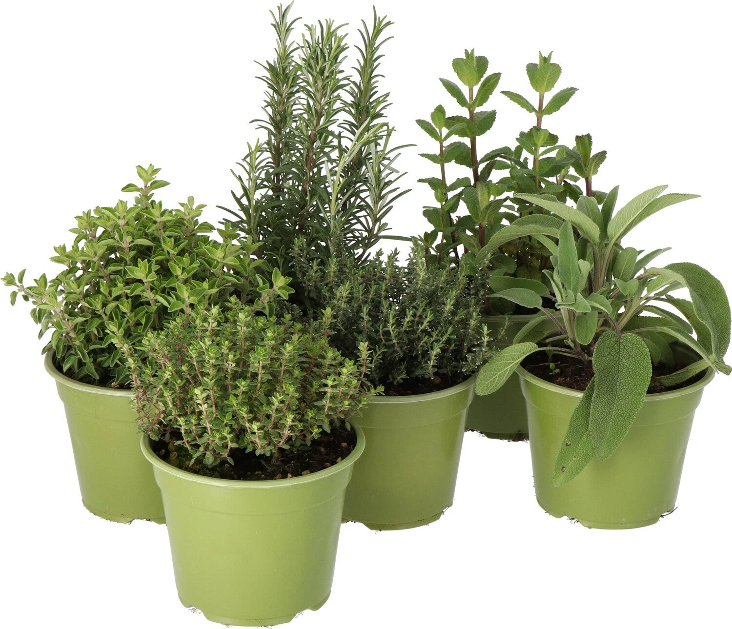 Biologische Oregano (Origanum Vulgare) D 14 H 10 Cm 3 Biologische Oregano (Origanum Vulgare) D 14 H 10 Cm - Afbeelding 3