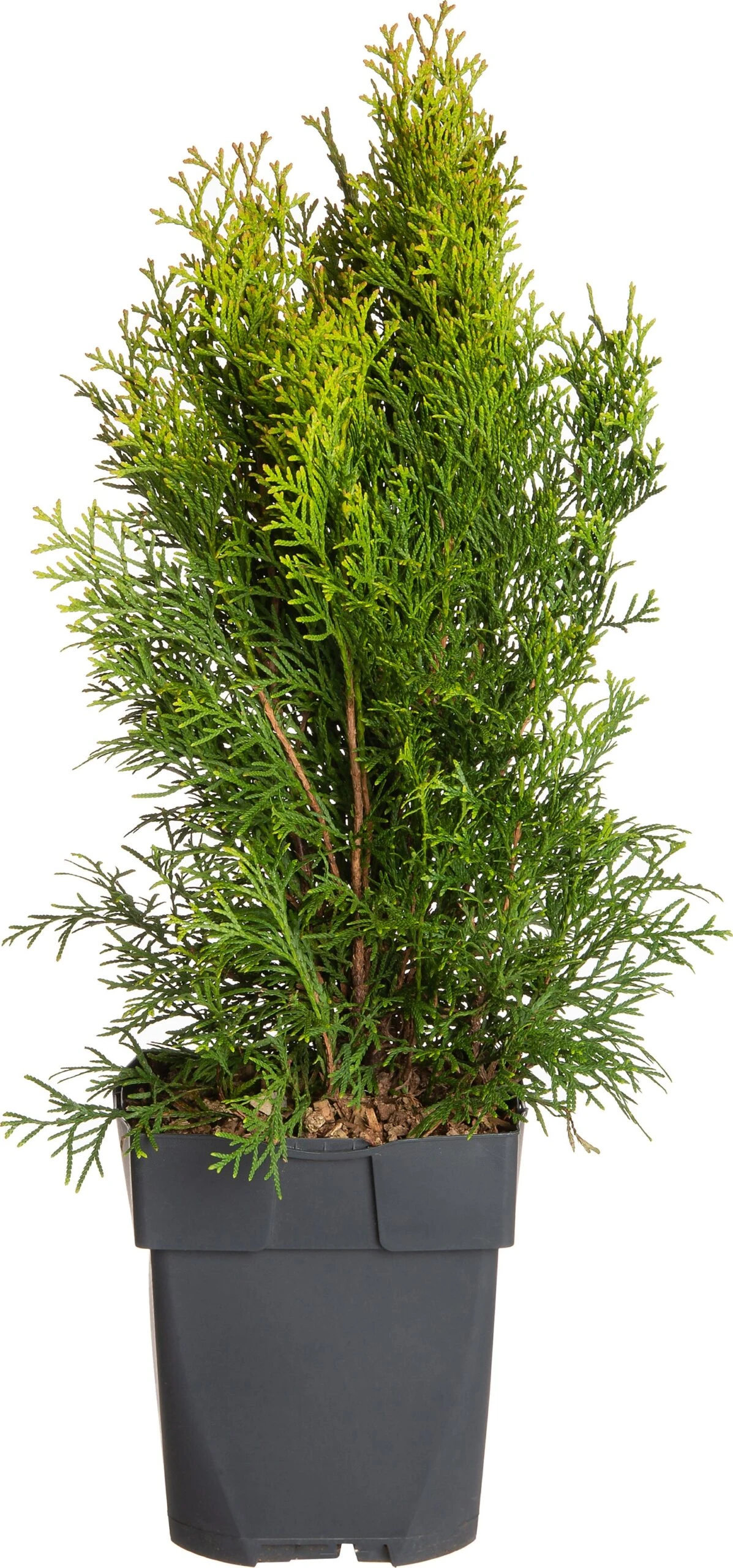 Levensboom (Thuja Occidentalis 'Smaragd') D 17 H 60 Cm 1 Levensboom (Thuja Occidentalis 'Smaragd') D 17 H 60 Cm