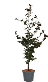 Rode Beuk (Fagus Sylvatica 'Atropunicea') D 17 H 60 Cm 1 Rode Beuk (Fagus Sylvatica 'Atropunicea') D 17 H 60 Cm