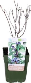 Biologische Blauwe Honingbes (Lonicera Kamtschatica 'Duet ®') D 13 H 40 Cm