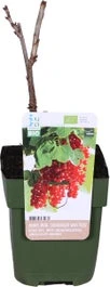 Biologische Rode Bes (Ribes Rubrum 'Jonkheer Van Tets') D 13 H 40 Cm