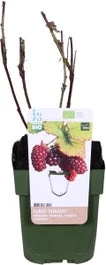 Biologische Taybees (Rubus 'Tayberry') D 13 H 40 Cm