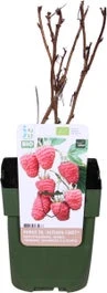 Biologische Herfstframboos (Rubus Idaeus 'Autumn First®') D 13 H 40 Cm