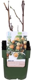 Biologische Gele Zomerframboos (Rubus Idaeus 'Golden Everest') D 13 H 40 Cm
