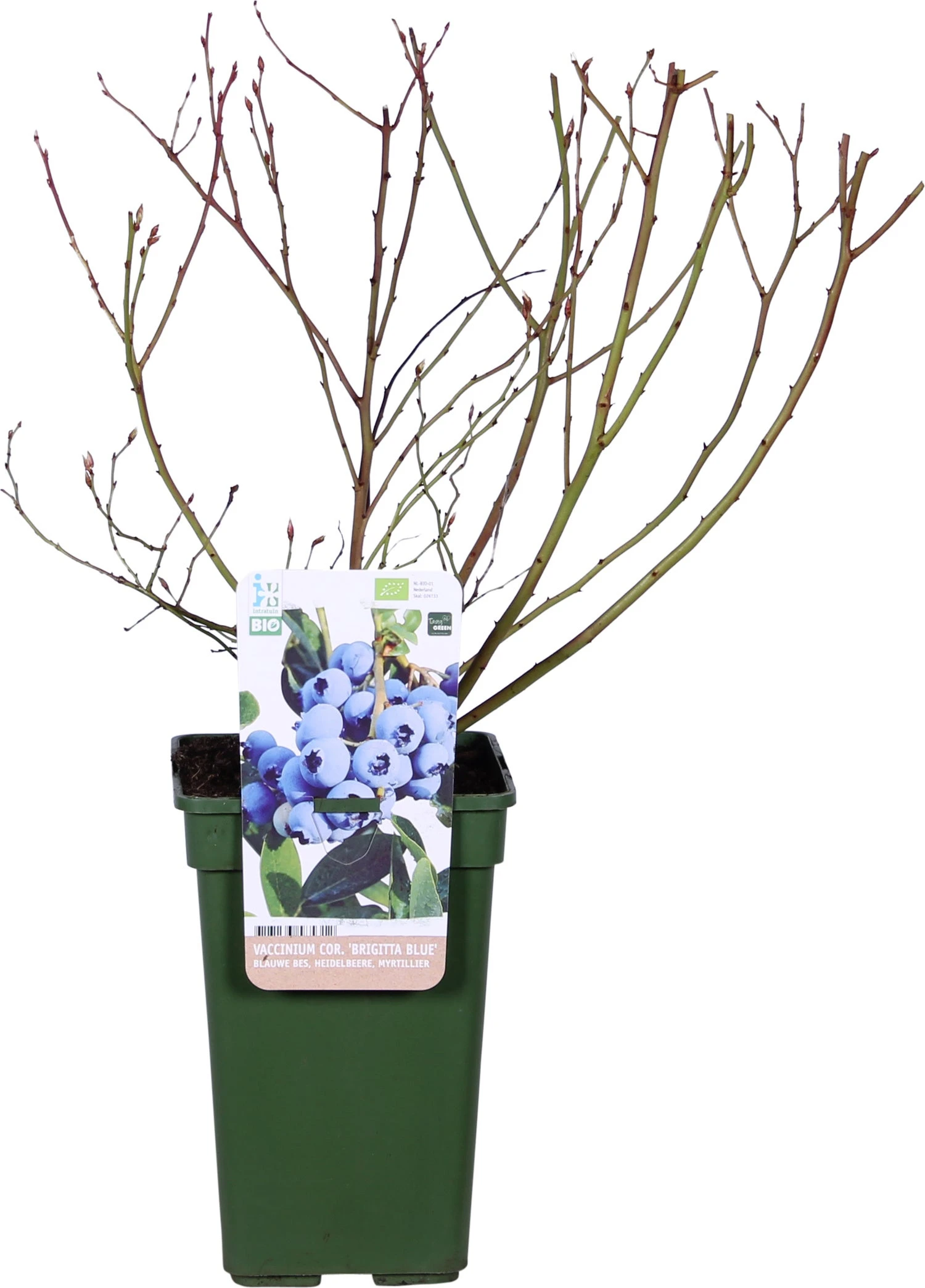 Biologische Blauwe Bes (Vaccinium Corymbosum 'Brigitta Blue') D 19 H 60 Cm 2 Biologische Blauwe Bes (Vaccinium Corymbosum 'Brigitta Blue') D 19 H 60 Cm - Afbeelding 2