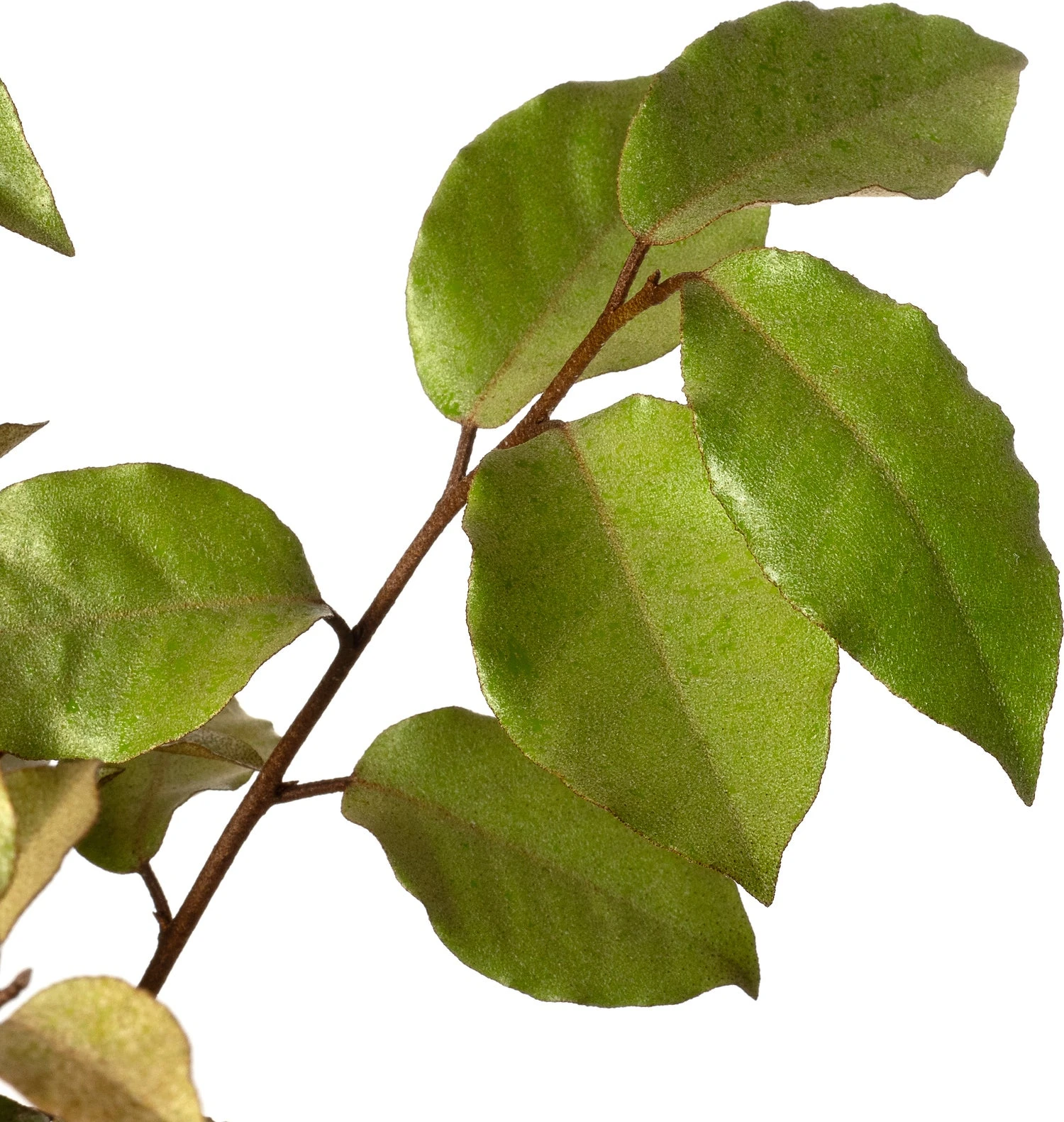 Olijfwilg (Elaeagnus Ebbingei 'Compacta') D 23 H 60 Cm 2 Olijfwilg (Elaeagnus Ebbingei 'Compacta') D 23 H 60 Cm - Afbeelding 2