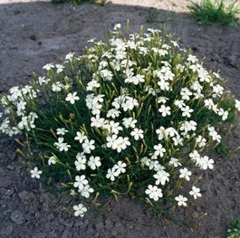 Steenanjer (Dianthus Deltoides 'White') D 9 H 10 Cm 1 Steenanjer (Dianthus Deltoides 'White') D 9 H 10 Cm