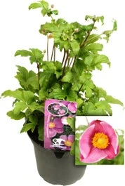 Herfstanemoon (Anemone Hupehensis 'Praecox') D 17 H 45 Cm 1 Herfstanemoon (Anemone Hupehensis 'Praecox') D 17 H 45 Cm