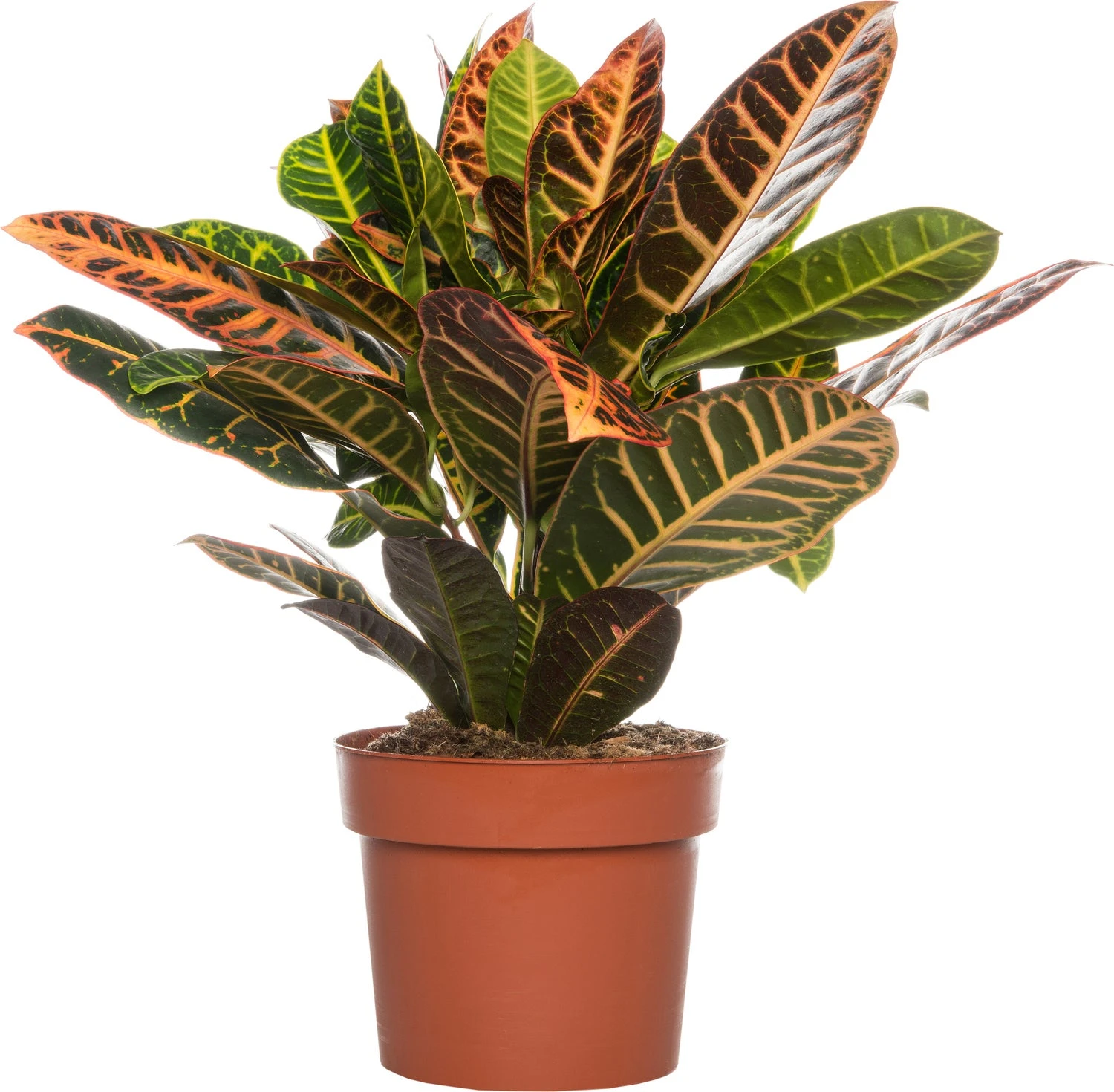 Croton (Codiaeum Variegatum 'Petra') D 17 H 50 Cm 1 Croton (Codiaeum Variegatum 'Petra') D 17 H 50 Cm