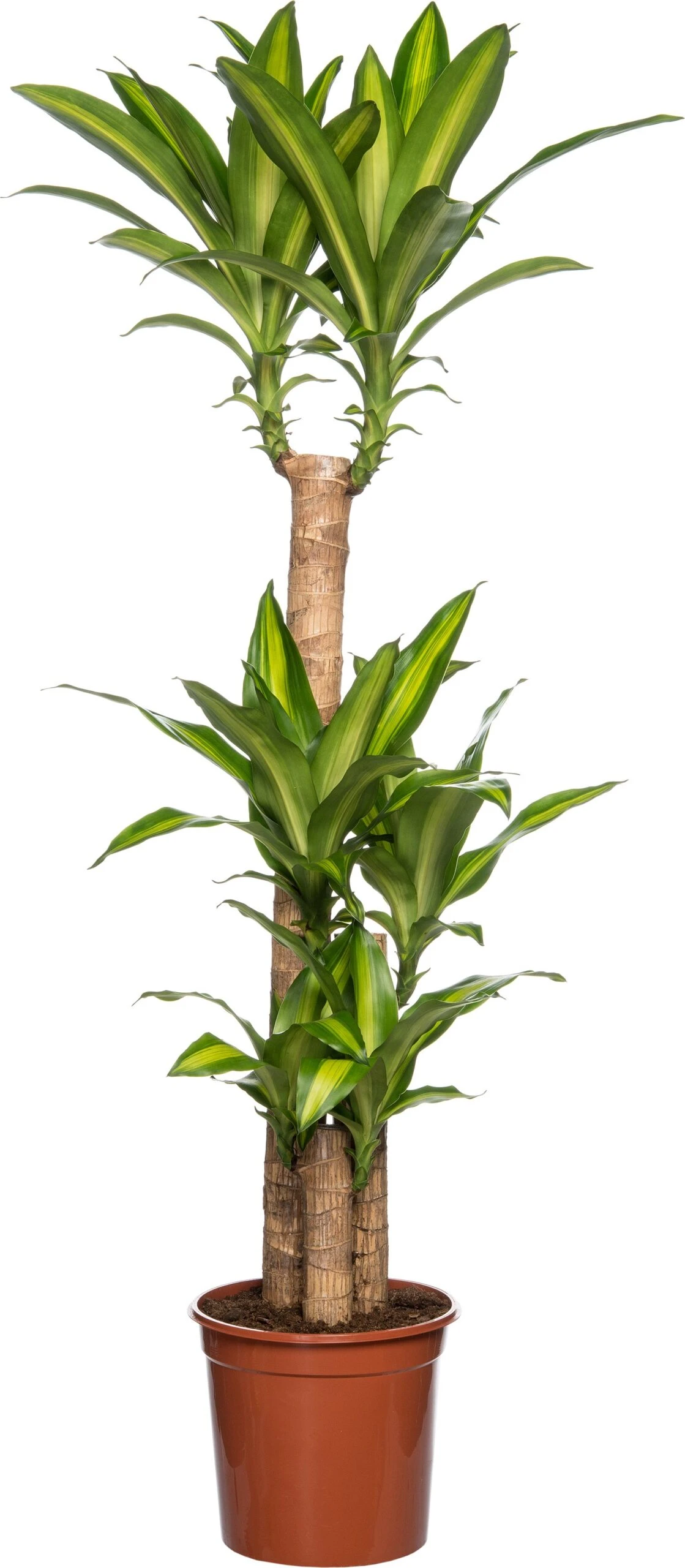Drakenbloedboom (Dracaena Fragrans 'Massangeana') D 24 H 125 Cm 1 Drakenbloedboom (Dracaena Fragrans 'Massangeana') D 24 H 125 Cm