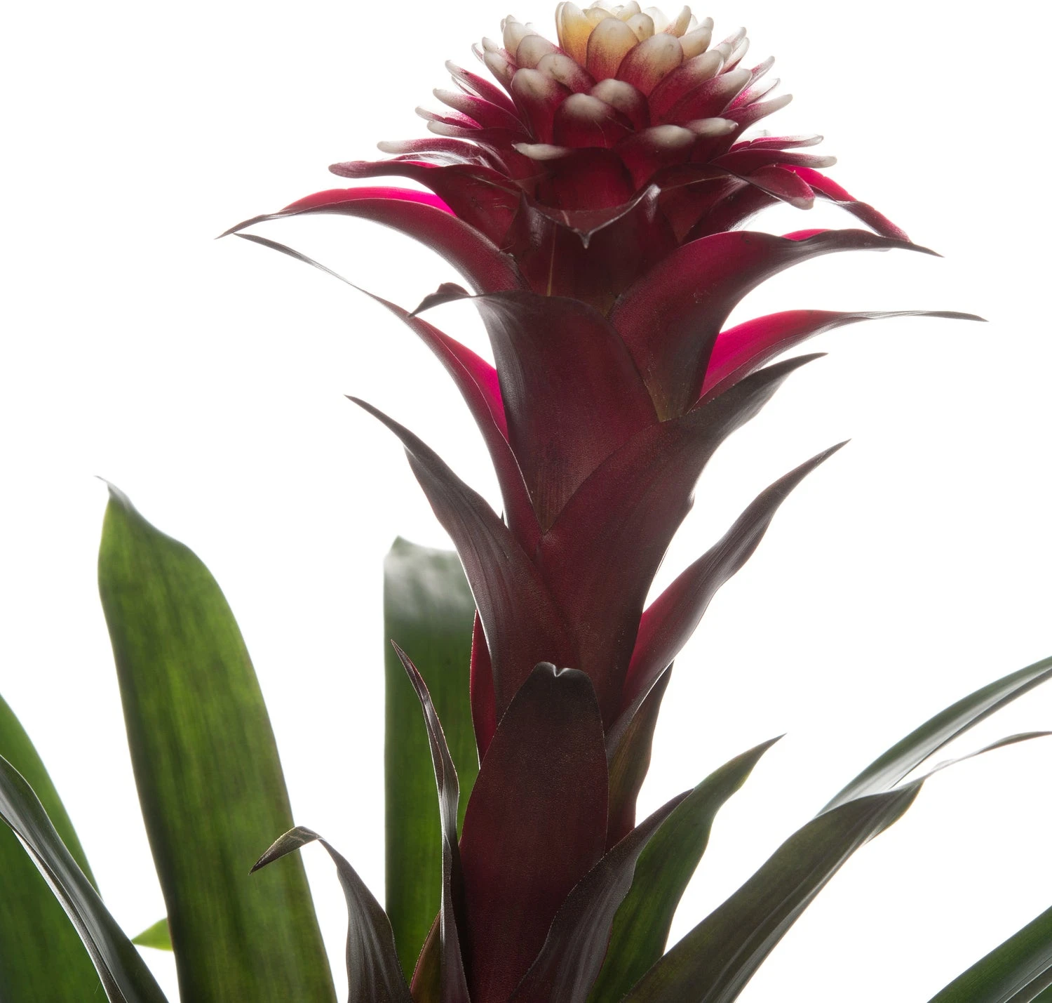 Guzmania (Guzmania 'Fransesca') D 12 H 35 Cm 2 Guzmania (Guzmania 'Fransesca') D 12 H 35 Cm - Afbeelding 2