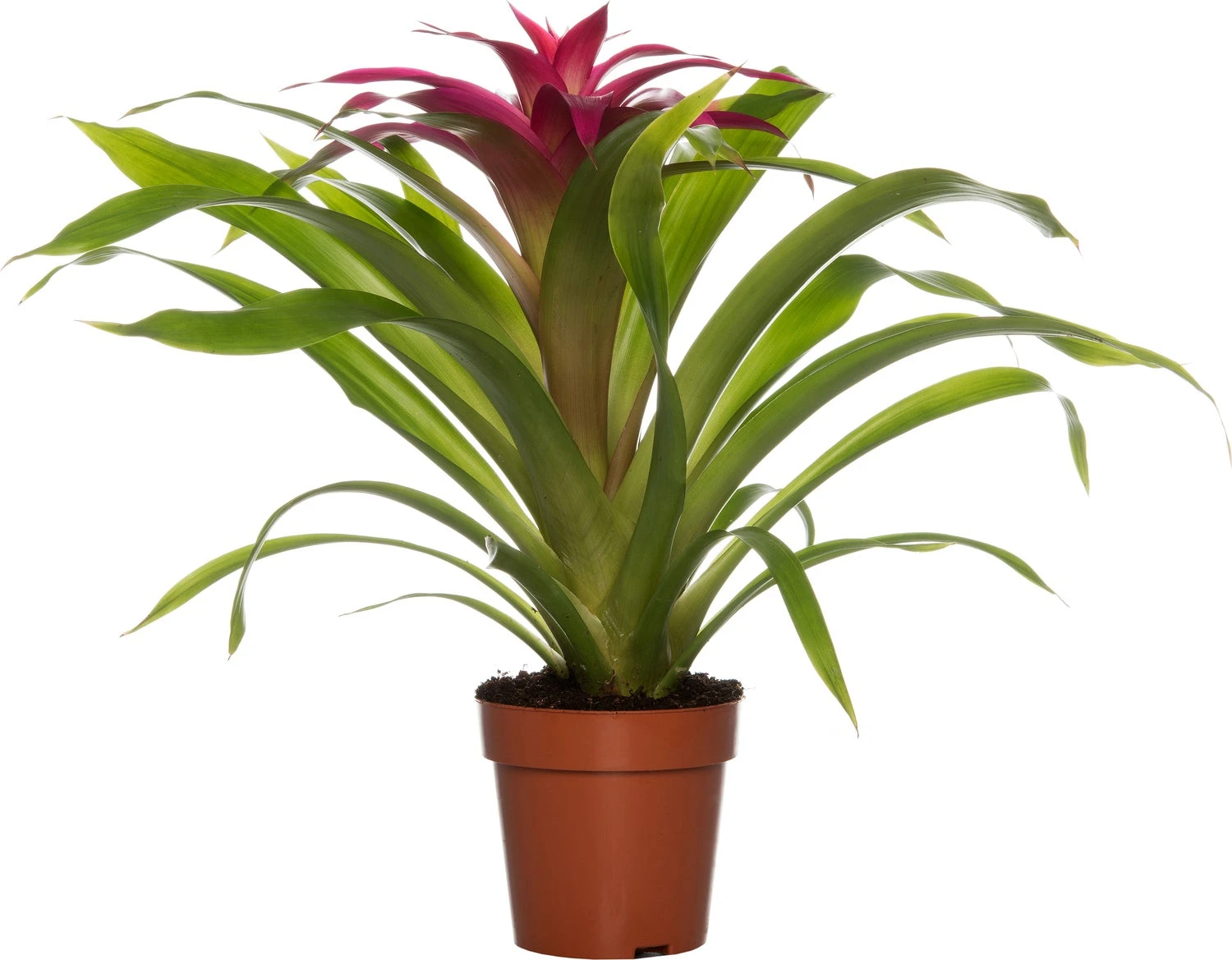 Guzmania (Guzmania 'Deseo Pink') D 12 H 45 Cm 1 Guzmania (Guzmania 'Deseo Pink') D 12 H 45 Cm