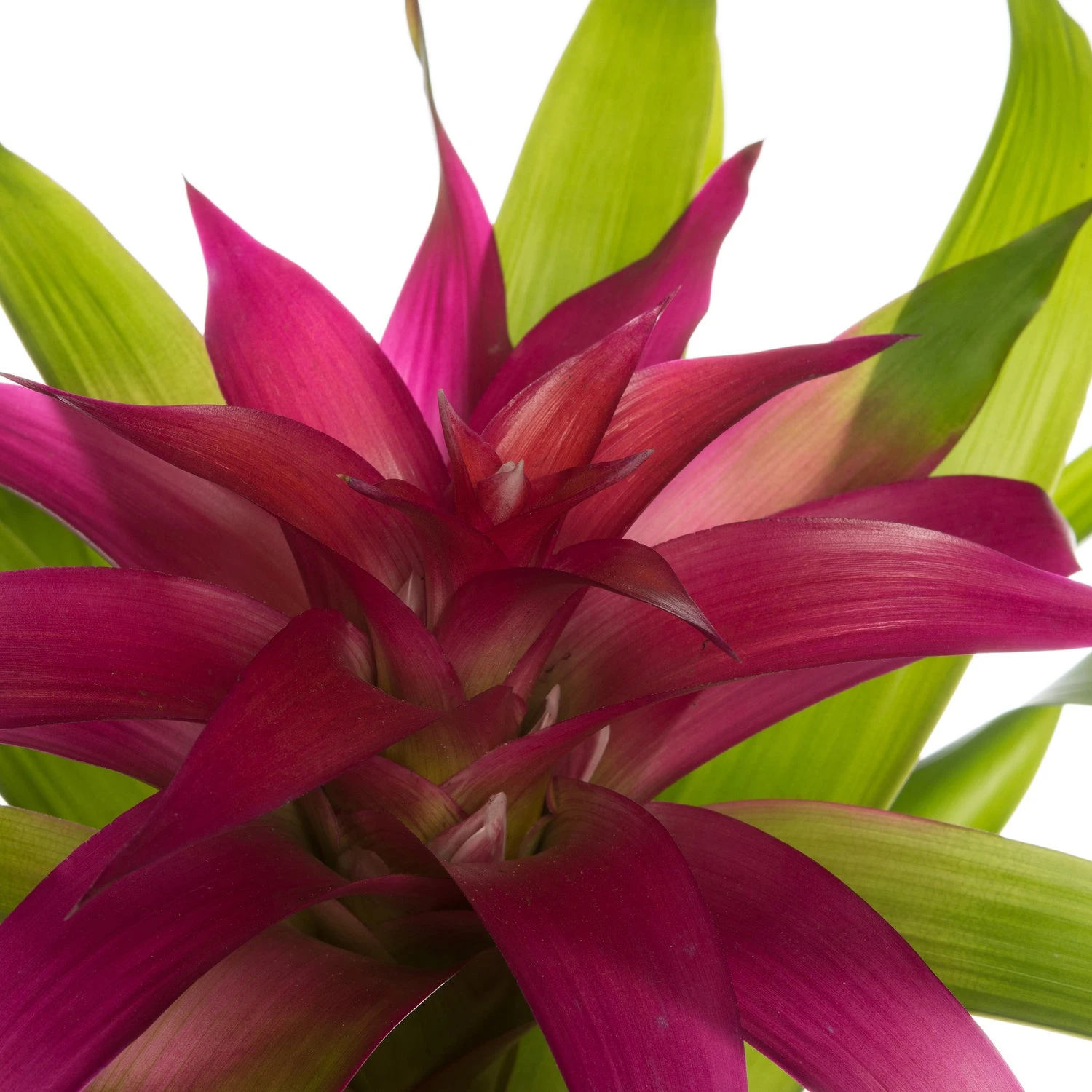 Guzmania (Guzmania 'Deseo Pink') D 12 H 45 Cm 2 Guzmania (Guzmania 'Deseo Pink') D 12 H 45 Cm - Afbeelding 2