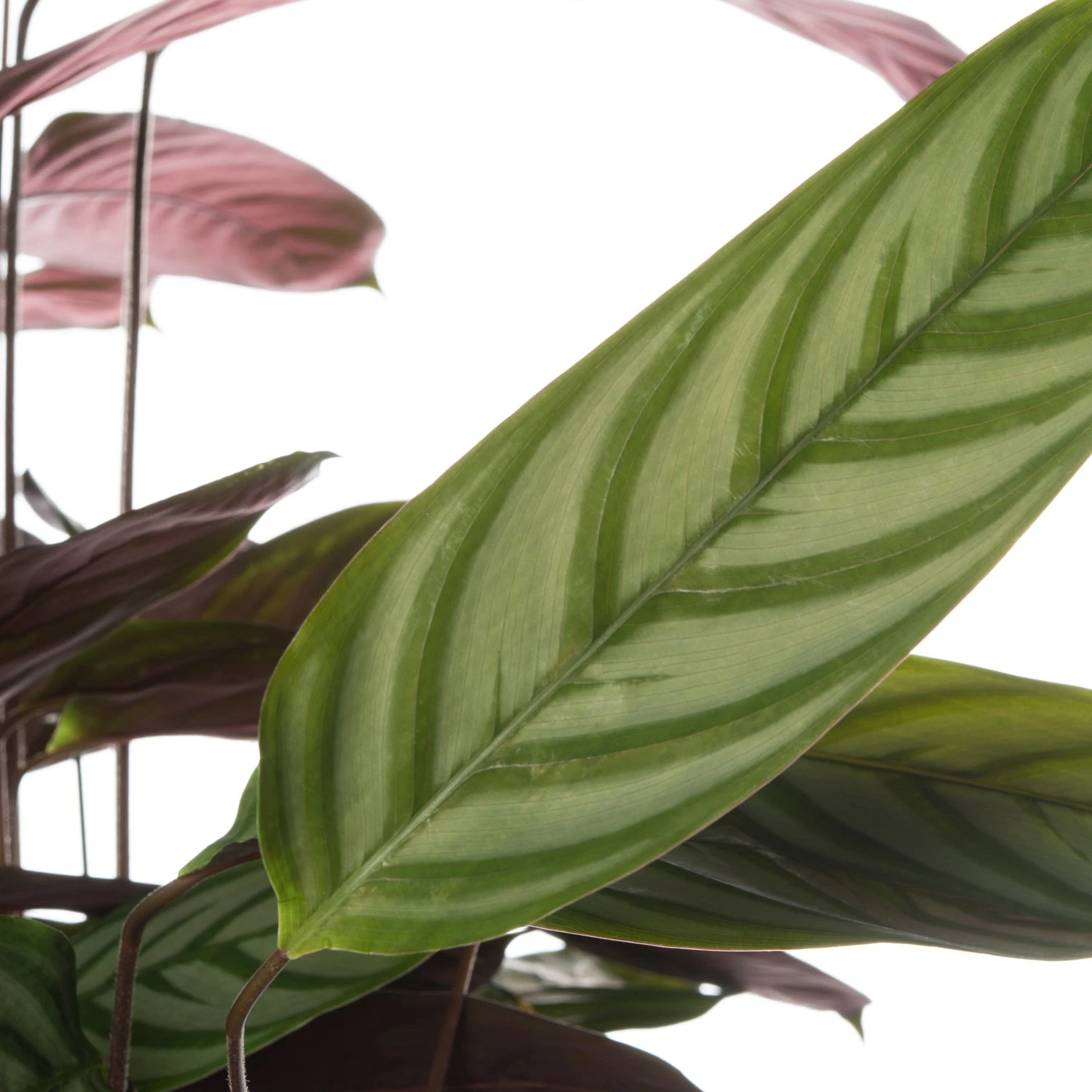 Ctenanthe (Ctenanthe Setosa 'Compact Star') D 21 H 100 Cm 2 Ctenanthe (Ctenanthe Setosa 'Compact Star') D 21 H 100 Cm - Afbeelding 2